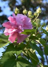 A single, pink flower rests at the end of a branch seen against a leaf-filled blue sky.