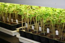 Two black, plastic trays are filled with tiny, upright stems topped by small, green leaves. A row of white tags with handwriting rises from individual soil cups.