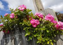 Numerous pink roses flowers bloom on light-green leaves against a gray wood fence.