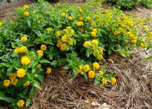 Round, yellow flowers made up of tiny blooms cover a low-lying, green plant growing from brown pine straw.