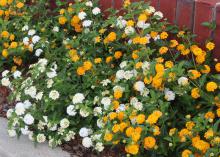 A mass of white blooms intermingle with a mass of bright yellow flowers growing from green bushes against a red brick wall.