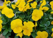 Vivid yellow blooms cover a mound of green leaves.