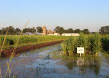 Rice growing in a wet field.