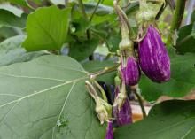 Tiny, purple eggplants grow on a vine.