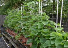 Leafy, green vines climb up a white trellis in a container garden.