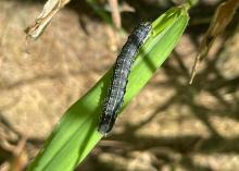 A single caterpillar rests on a blade of grass.