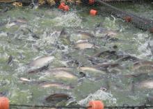 Catfish swimming above a net.