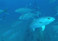 Large, silver fish swim in blue water.