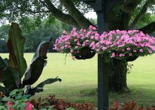 Two baskets covered in pink blooms hang from a post.