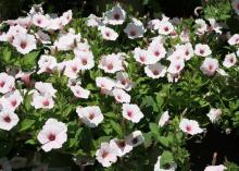 Dozens of pink-tinged white flowers open on a green plant.