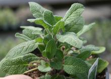 A small plant has soft, green leaves.