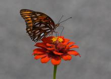 A butterfly with white, yellow and black wings rests on an orange bloom.