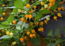 Small, yellow peppers with pointed ends grow on a bush.