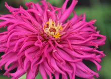 A vivid pink bloom has twisted petals.