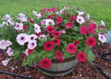 Red and white flowers bloom from a container.