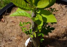 Large and small leaves grow from a small tree trunk.