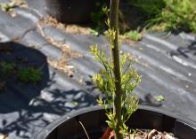 Green shoots sprout from the base of a small trunk.