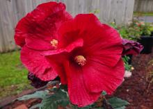 Two large, red flowers bloom on a plant.