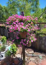 A hanging basket is covered with pink blooms.