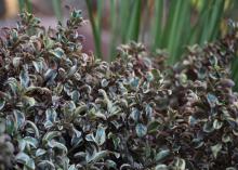 Green leaves have white and gold variegated color.