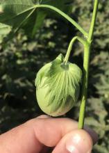 A cotton stem with a sharp bend.