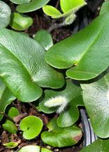 Heart-shaped leaves display a fuzzy, white bloom.