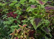 Leaves display various shades of green along with yellows and reds.