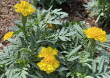 Round, yellow flowers bloom on dark green foliage.