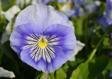 A single purple flower blooms against a green background.