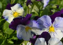 Mostly white flowers have violet petals.