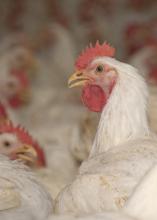 An adult chicken is surrounded by other white chickens.