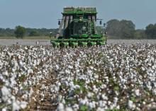 Cotton harvester