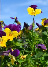 Yellow flowers bloom above green foliage.