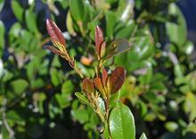 A branch ends in reddish leaves.