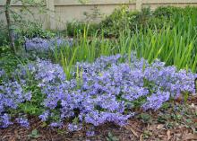 A carpet of blue flowers bloom in front of reeds.