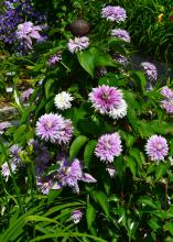 White and purple flowers with spiky petals bloom on a vine.