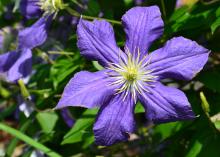 A single large, purple flower has a yellow center.