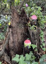 Tiny fairy houses are nestled into a decaying tree stump.