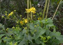 Yellow flowers bloom on a low-growing green plant.