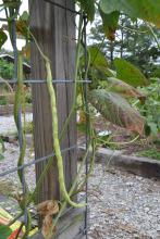 A single long bean hangs on a trellis.