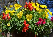 A hanging basket has red and yellow blooms.