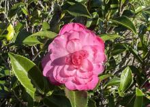 A light pink flower has multiple petals.