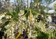 A pollinator hangs onto a cluster of white blooms.