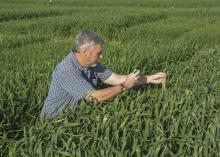 Erick Larson, corn and wheat specialist with the Mississippi State University Extension Service, takes a photo on March 22, 2017, of freeze damage on the tips of some wheat growing in variety trials at the R.R. Foil Plant Science Research Center in Starkville, Mississippi. Larson and other MSU agricultural specialists document crop issues to guide growers and consultants throughout the growing season. (Photo by MSU Extension Service/Linda Breazeale)