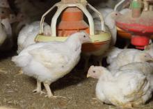 Mississippi placed 14.5 million broiler-type chicks for meat production during the week ending April 16. In about five weeks, those chicks will be the size of these broilers, which were growing on a Chickasaw County farm on April 15, 2016. (Photo by MSU Extension Service/Kevin Hudson)