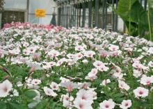 Supertunias come in enough variety to match any color scheme, such as the silvery-white flowers and magenta veins of these Vista Silverberry plants. (Photo by MSU Extension Service/Gary Bachman)