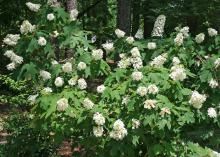 Some hydrangeas flower from buds formed the previous year and must be pruned after flowering, while others bloom on the current season's growth and can be pruned in early spring. (Photo by MSU Extension Service/Gary Bachman)