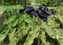 Colocasia variety trials, including Mojito, Blue Hawaii and Black Coral, are being grown at the Mississippi State University Coastal Research and Extension Center. (Photo by MSU Extension Service/Gary Bachman)