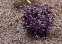 Little Ruby is a nice, low-growing Alternanthera that has gorgeous, dark burgundy foliage tinged with green. (Photo by MSU Extension Service/Gary Bachman)