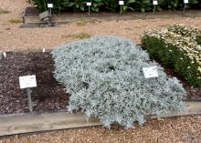 Artemisia Quicksilver forms a tight groundcover in the trial beds of the Truck Crops Branch Experiment Station in Crystal Springs, Miss., on July 11, 2016. (Photo by MSU Extension Service/Gary Bachman)